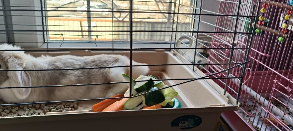 Продам кролика вислоухого