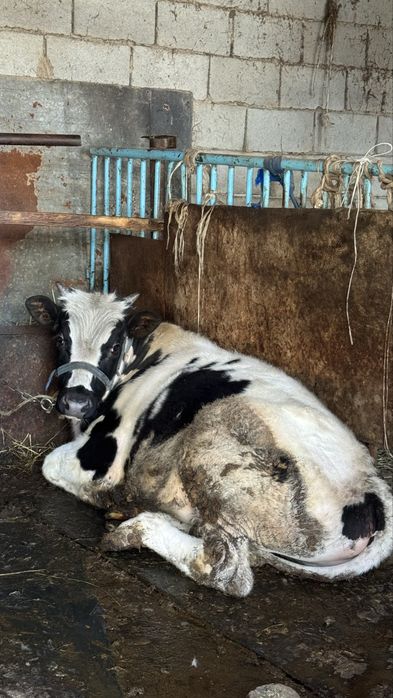 продам 10-ти месяцного быка