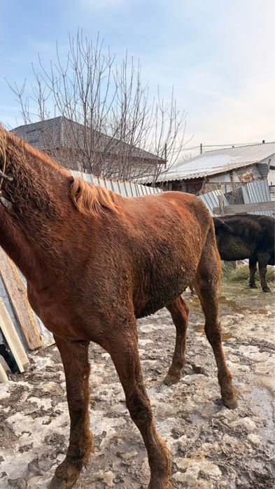 Продаётся 3-летний жеребец