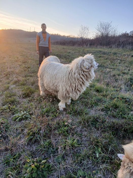 Vand Berbec Bal cu origine