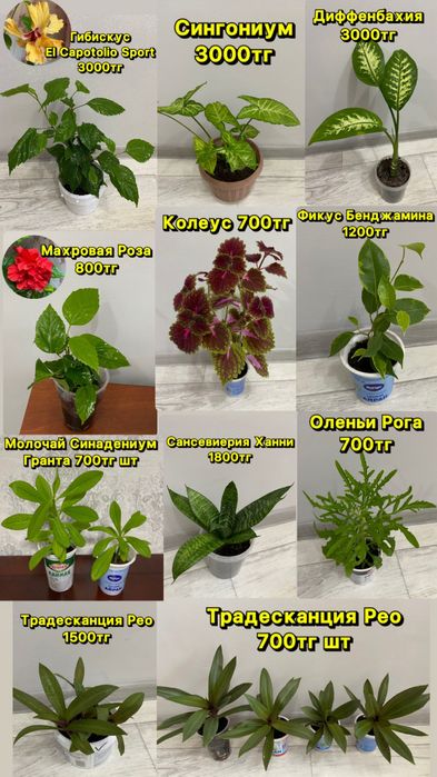 Комнатные цветы цветы