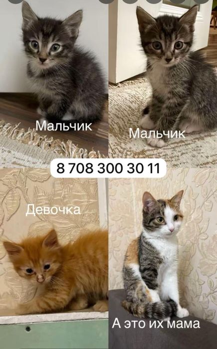Отдам даром котят даром