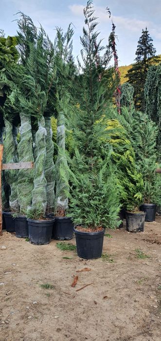 Plante ornamentale, pon pon, spirale glob 3 pe tija / tuia gard viu