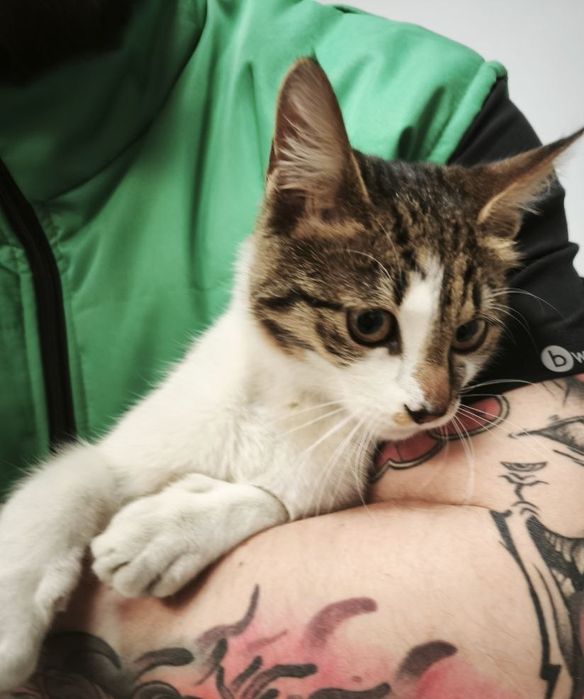 Подарявам женско коте ^^