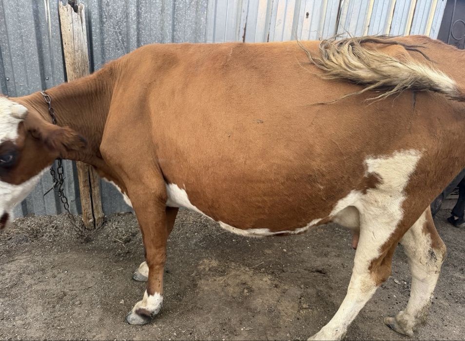 Продам 3 коров оптом