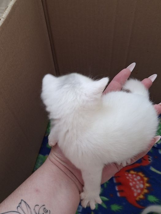 Отдам даром котят