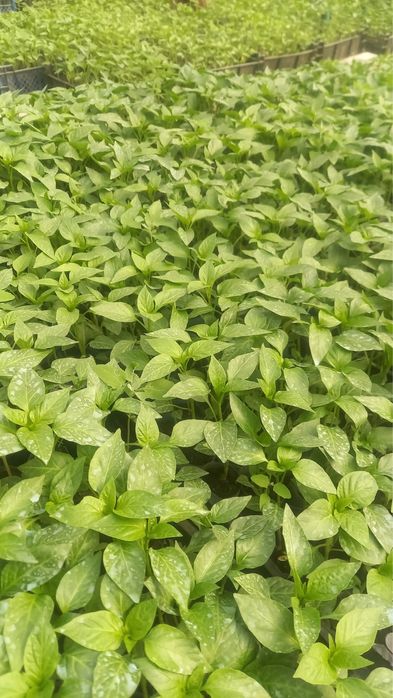 Răsaduri de vînzare