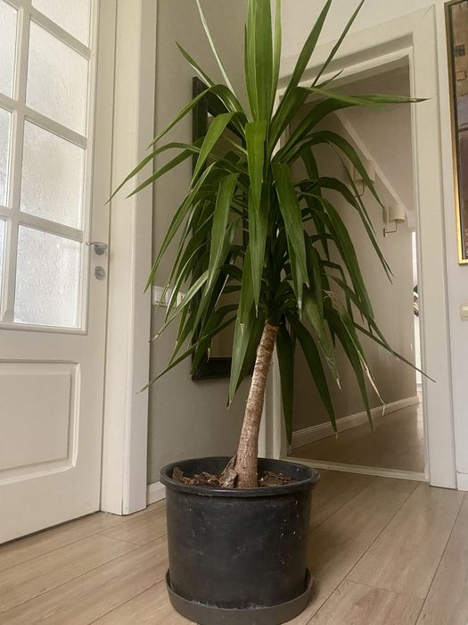 Yucca Superba - aprox 1,60 m inaltime, glastra solida