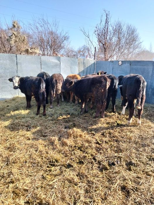 Продаются бычки .