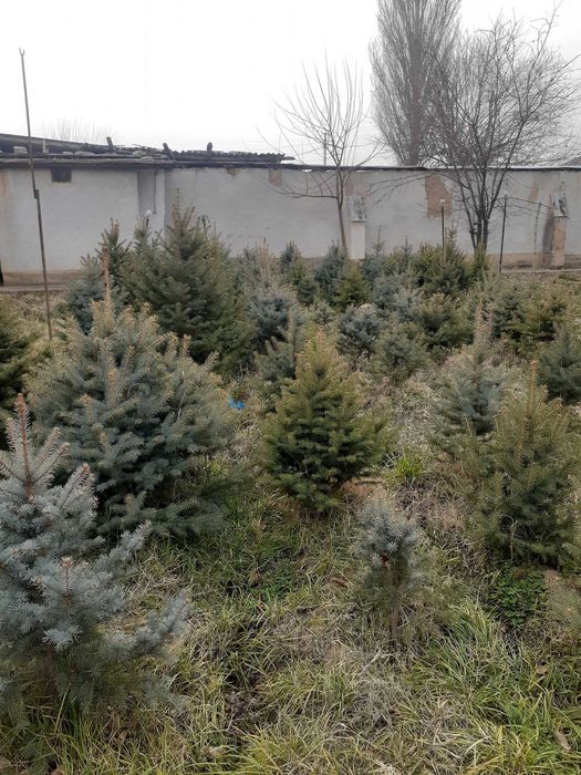 Голубая ель сотилади арзон. 500мингдан-1.5млнгача