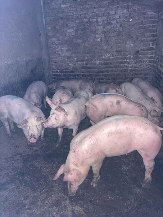 Продавам прасета