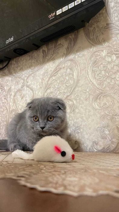 Mushuk, Scotish fold / strayt