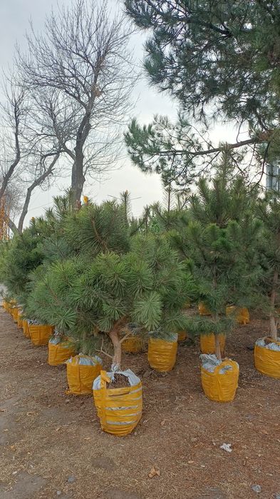 Dastavka xismati bor