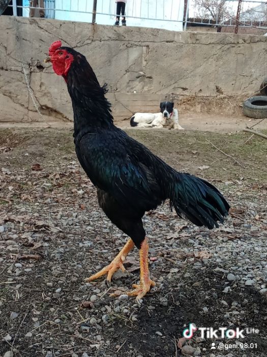 Дакан тулек сатылады