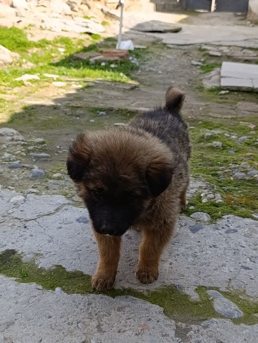 CHUPON IT 1 OYLIK tel qililar kelishamiz 300ming barter bor dakan juja