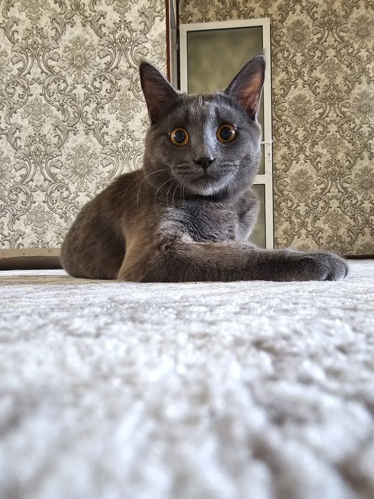 Vyazka qoʻshishga scottish straight bepul