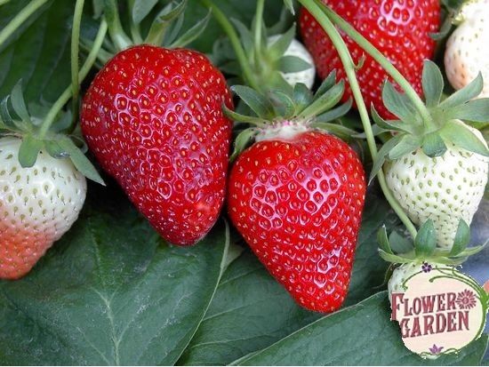 елитен расад эа ягуди