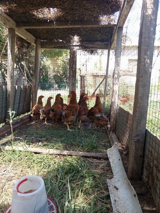 Кучин балапандар сатылады