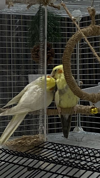 Продам попугаев с клеткой