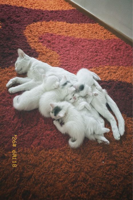 Котята без породы белые