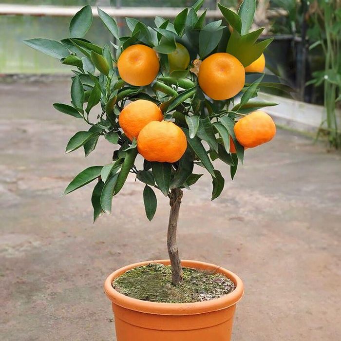 Mandarin ALTOIT La Ghiveci