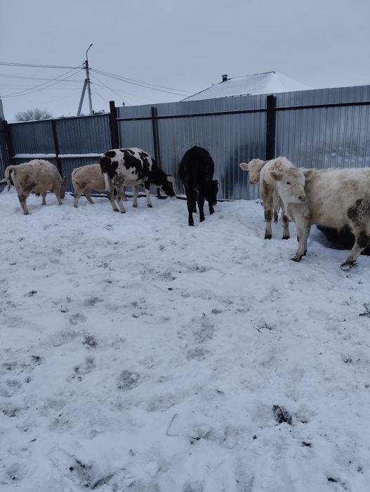 Продам бычков, телок