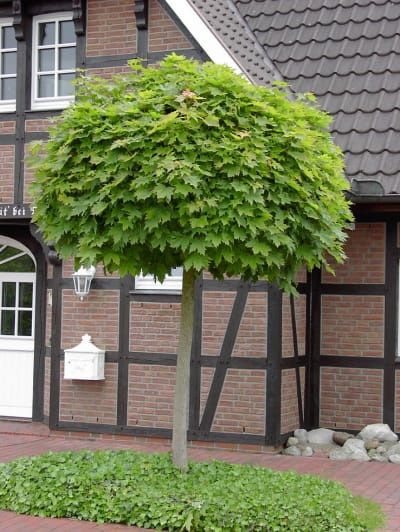 Acer Globular Galben la ghiveci