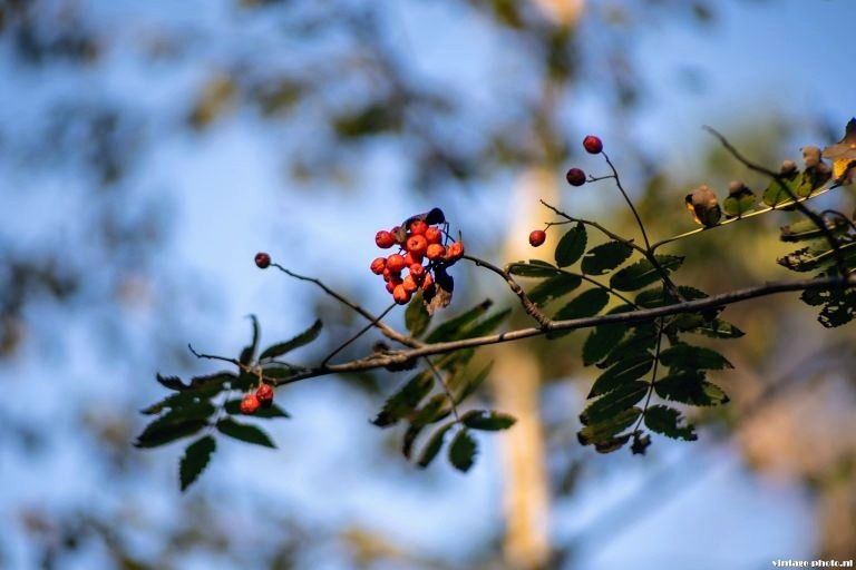 Боке чудовището Pentacon 135mm f/2.8 15th blade M42