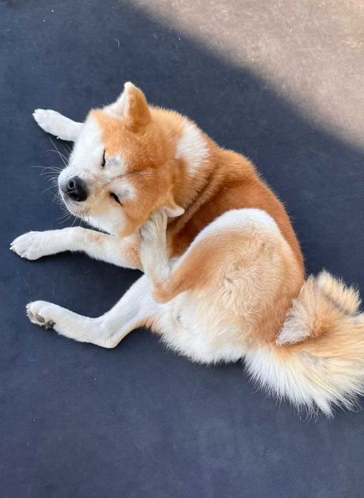 Акита Ину родословие и документи