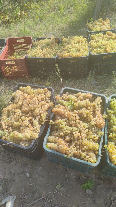 Struguri de vin cu livrare ori unde