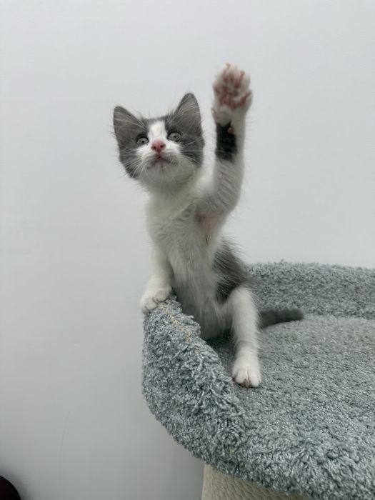 Котята в Актау хорошие руки