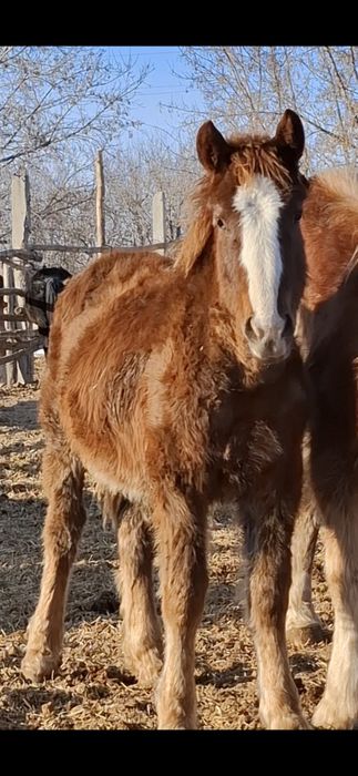 Жеребята- жеребчики
