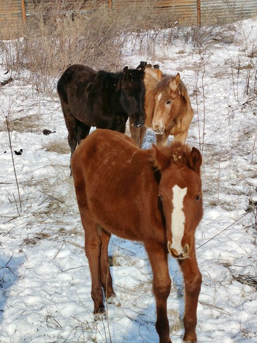 Жабағылар сатылады
