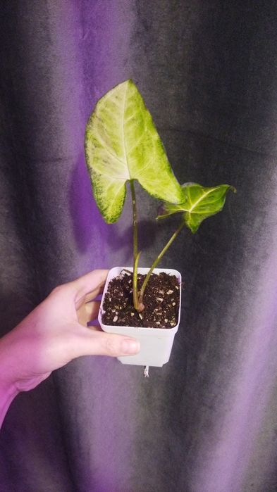 Продам хорошие веточки сингониума