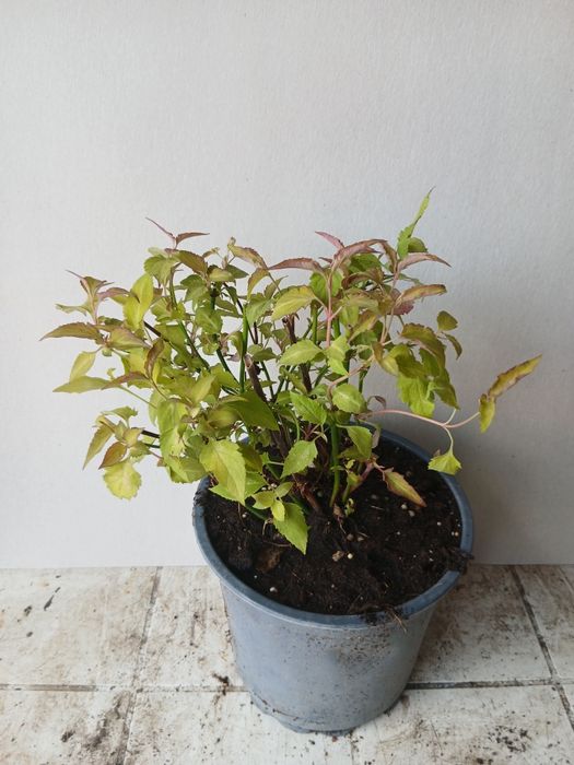 Фазаново дърво (Лейцестерия)