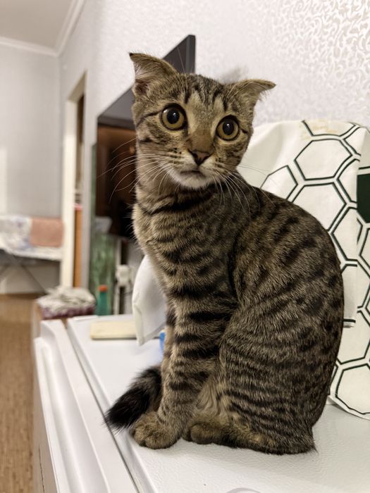 Отдам котенка