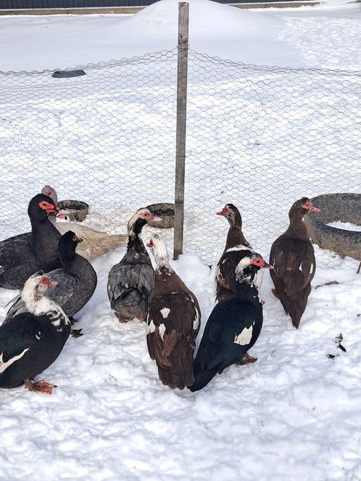 Vând ouă de Rată leseasca