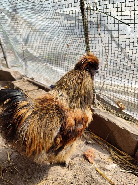 Продам молодых петушков!