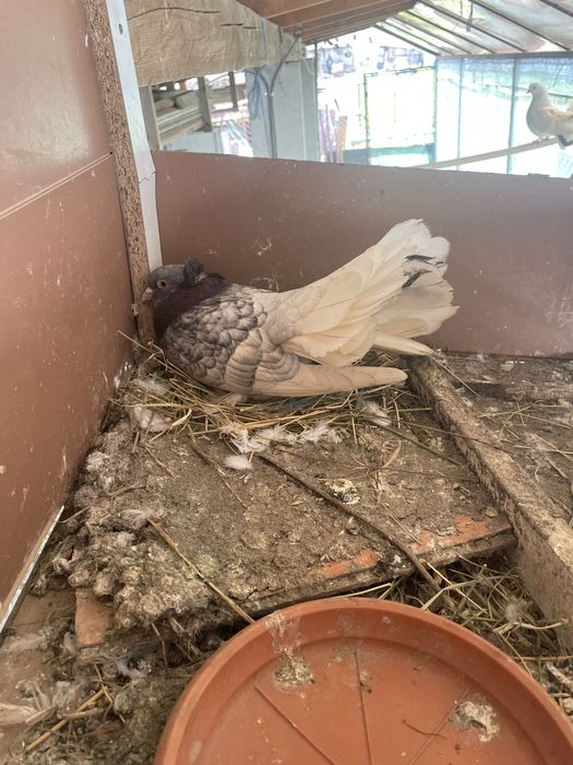 Vand porumbei pave/voltati