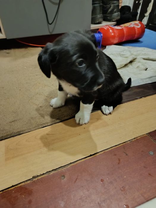 Отдам щенят в добрые руки