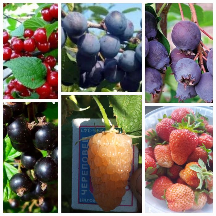 Продам саженцы садовых