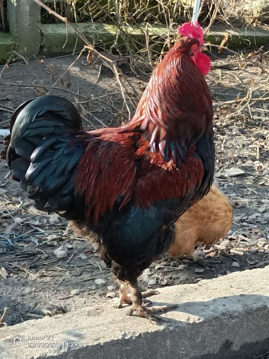 Cocosi diferite rase si dimensiuni