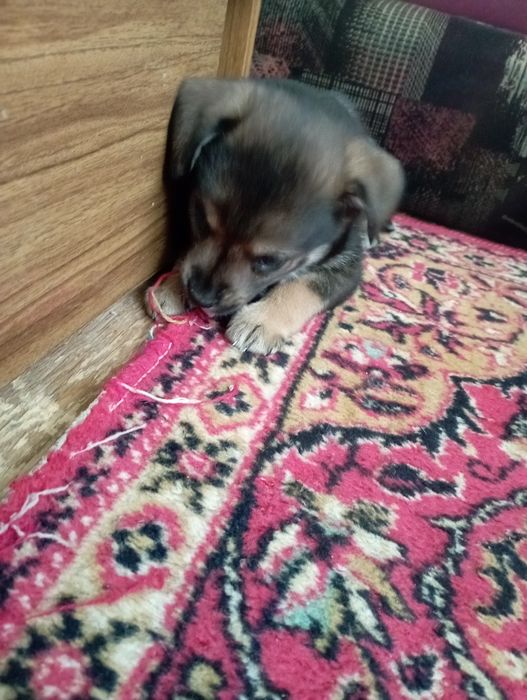 Одам девочку щенок маленькая