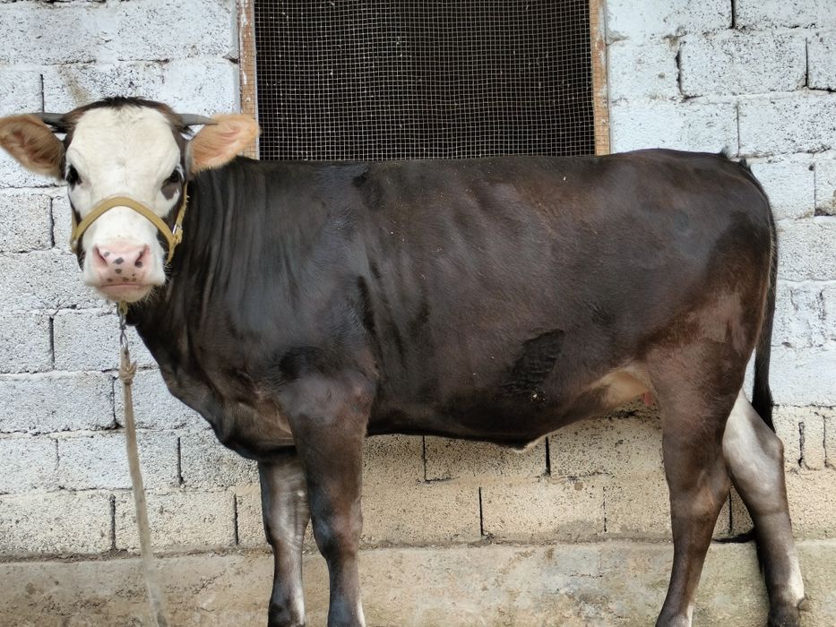 Ферма  арендага берилади мол, паранда, куй бокиш учун хамм