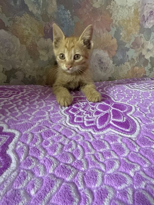Котенка девочка в добрые руки!!!