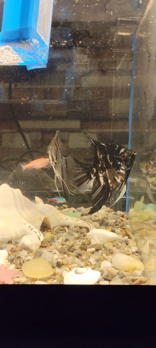 acvariu pesti pietris