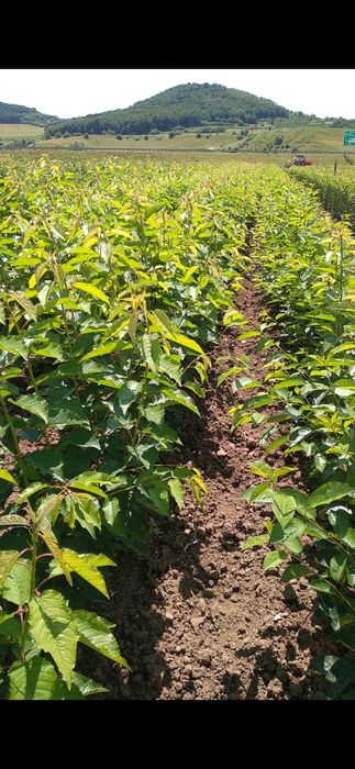 Pomi fructiferi de vanzare Aiud