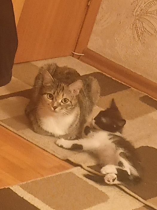 Отдам катёнка девочку