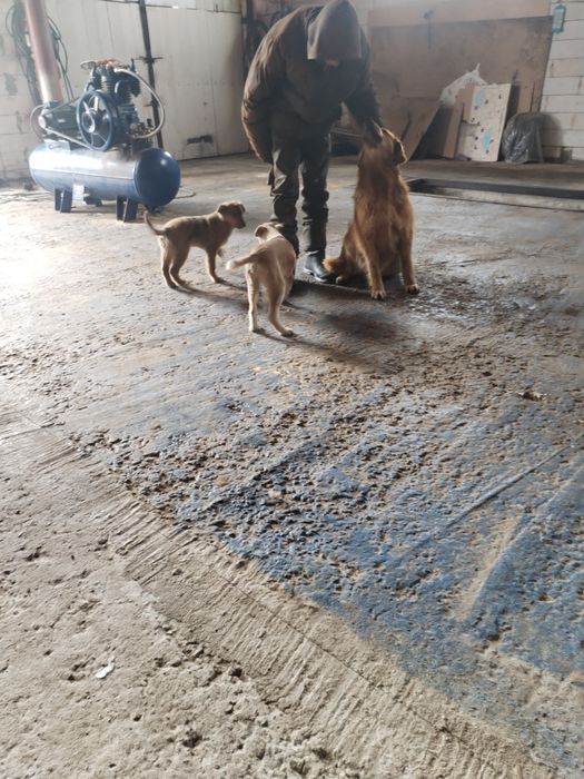 Отдам щенков мальчик 2 шт