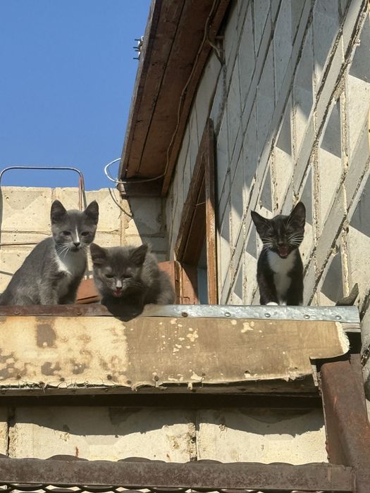 Отдадим Котят в добрые руки